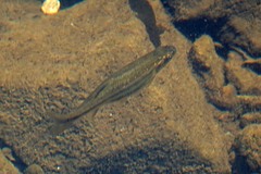 Hesperoleucus symmetricus