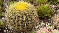 Echinocactus