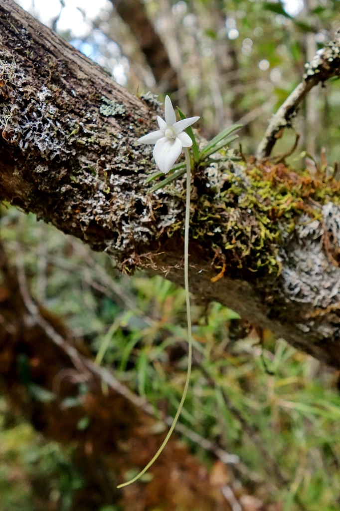 Angraecum lecomtei