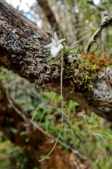 Angraecum lecomtei