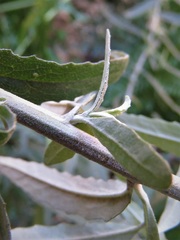 Olearia phlogopappa