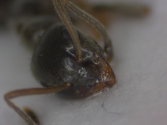 Lasius
