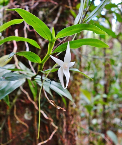 Angraecum mauritianum