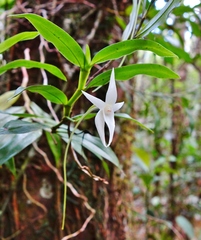 Angraecum mauritianum