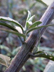 Olearia phlogopappa