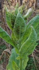 Myzus persicae