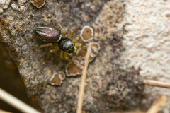 Heliophanus melinus