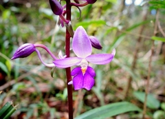 Calanthe madagascariensis