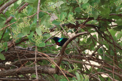 Cinnyris coccinigastrus