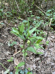Disporum sessile