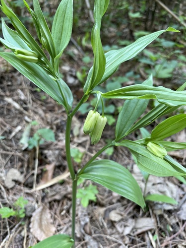 Disporum sessile iNat (1)