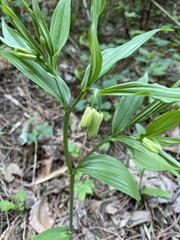 Disporum sessile