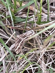 Chrysolarentia vicissata