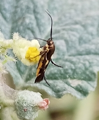 Eretmocera impactella