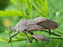 Physomerus grossipes