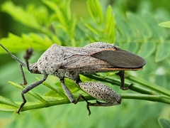 Physomerus grossipes