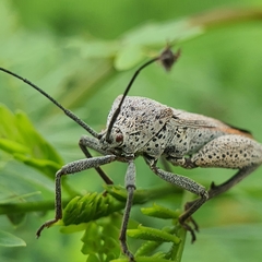 Physomerus grossipes