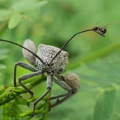 Physomerus grossipes