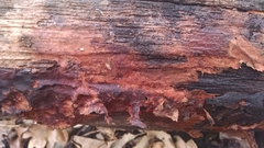 Botryobasidium aureum