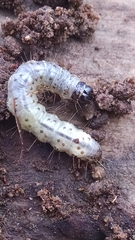 Scolecocampa liburna