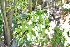 Eulophia falcigera