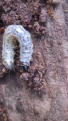 Scolecocampa liburna