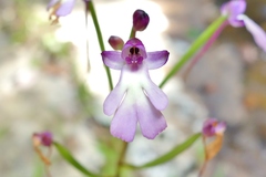 Cynorkis fastigiata