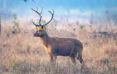 Rucervus duvaucelii branderi