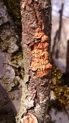 Leucogyrophana mollusca