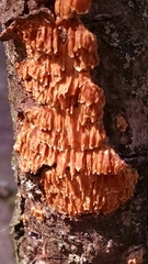 Leucogyrophana mollusca