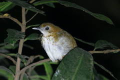 Illadopsis turdina