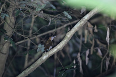Illadopsis turdina