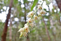 Polystachya cultriformis