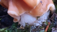 Gyromitra korfii