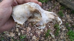 Canis familiaris