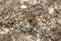 Trabea paradoxa