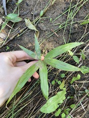 Archontophoenix alexandrae