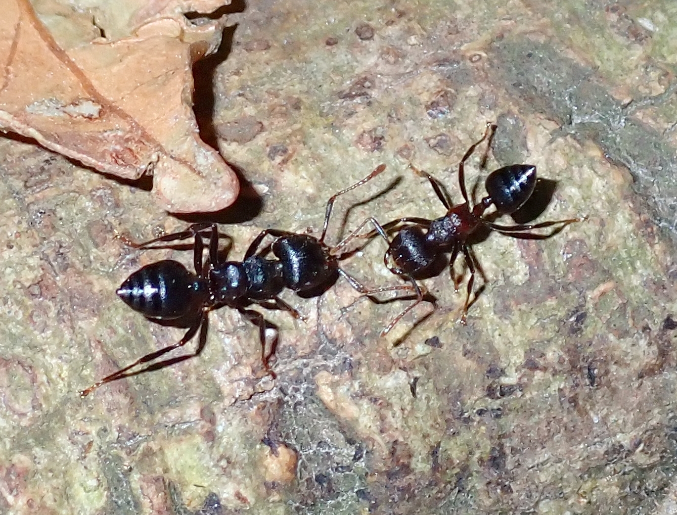 Crematogaster aurita
