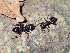 Crematogaster aurita