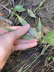Archontophoenix alexandrae