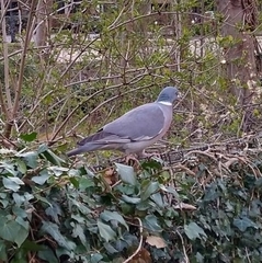 Columba palumbus