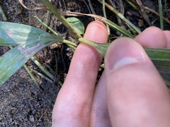 Archontophoenix alexandrae
