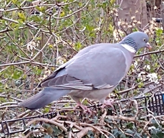 Columba palumbus
