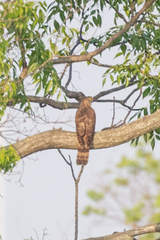 Hierococcyx sparverioides
