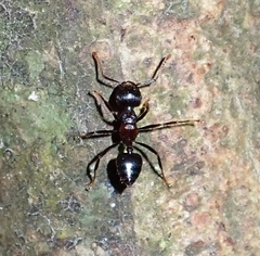 Crematogaster aurita