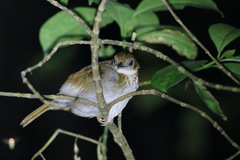 Illadopsis turdina