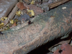 Crematogaster aurita
