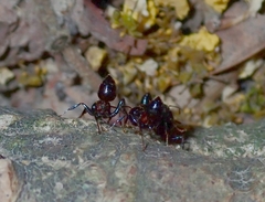 Crematogaster aurita