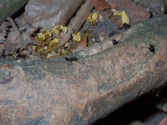Crematogaster aurita