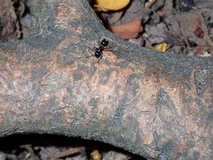 Crematogaster aurita